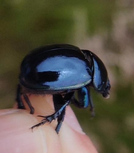 Réf. 350 183 : Trypocopris pyrenaeus